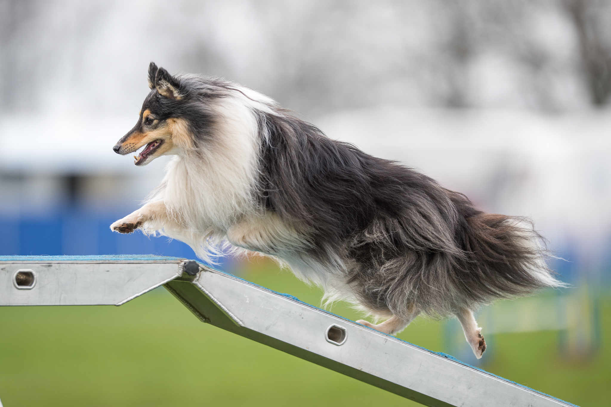 smooth shetland sheepdog